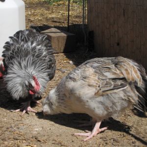 My Silver Grey Dorking Rooster (on the left).
my SGD/AM mix pullet (on the right)
Beautiful birds