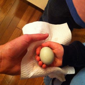1st egg!