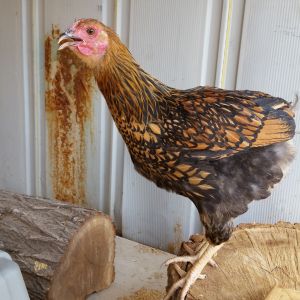 I got to name Nutmeg, she's a Gold Laced Wyandotte.