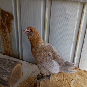 My husband named Ladyhawke, she is an Easter Egger.