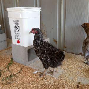 Katana, my son's Barred Rock.