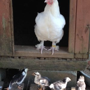 White marans broody with SFH chicks