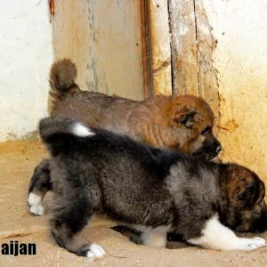 Azerbaijan Sheep Dog
Aboriginal dogs of Azerbaijan
Azerbaijan Shepherd Dog