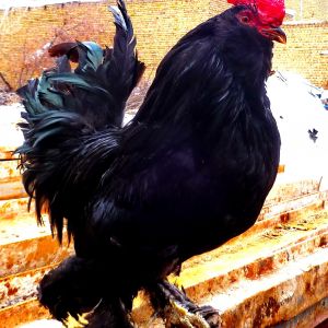 rare poultry
marand 
black Aerbaijan