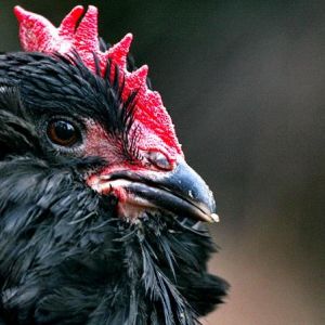 rare poultry
marand
black Azerbaijan
