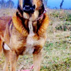 Azerbaijan Sheep Dog
Aboriginal dogs of Azerbaijan
Azerbaijan Shepherd Dog