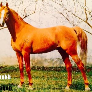 Azerbaijan 
Azerbaijan breeds
 Karabakh horse (Azerbaijani: Qarabağ atı)
karabakh