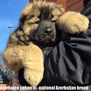 Azerbaijan 
Azerbaijan breed
Azerbaijan coban iti 
Azerbaijan shepherds 
Azerbaijan sheep dog
