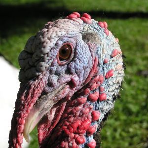 This is Plymouth he imprinted on me and what a great turkey he was