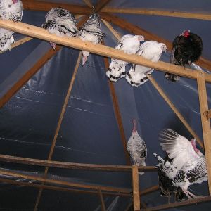 Turkeys like to roost way up high