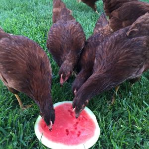 their favorite treat on a hot day-
