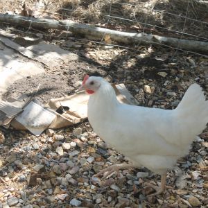 Chicken Bill going for a stroll
