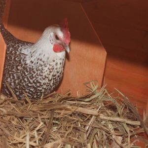 Wooster trying out her new nesting box