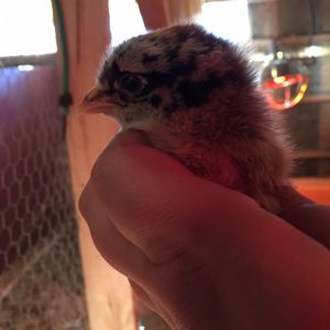 Easter Egger - 1 Week