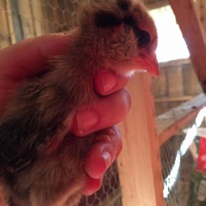 Easter Egger - "Hootie" - 1 Week