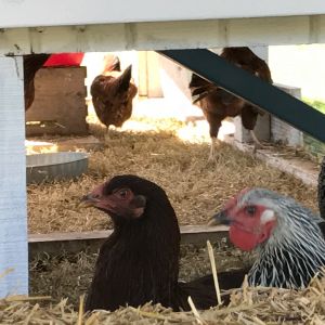 Newbies ran to center stage to get a good view of the showdown.