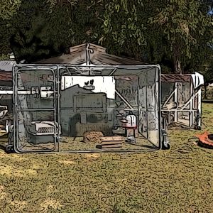 A cartoon photo of our coop with front on (from a new app I bought) which is fun to play with.