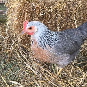 Tinker Bell (wish I would have gotten 2)