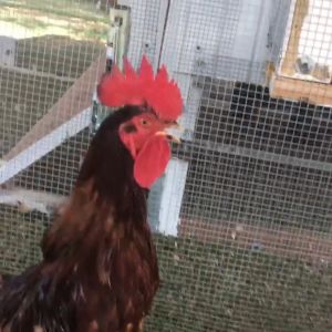 Same as above caption.