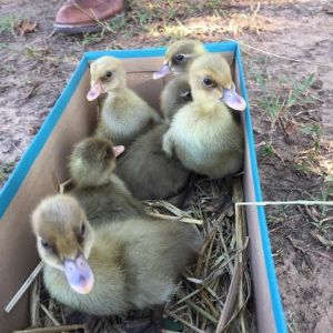 New ducklings!