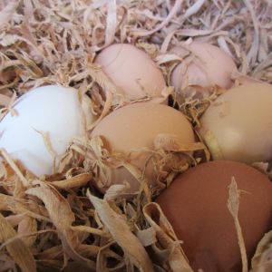 Clutch of eggs, darkest egg is a Welsummer.