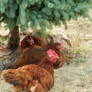 Kitty with Lulu and Rhonda under the tree.