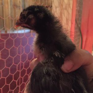 "Chickaletta" - Silver Laced Wyandotte - 2 Weeks