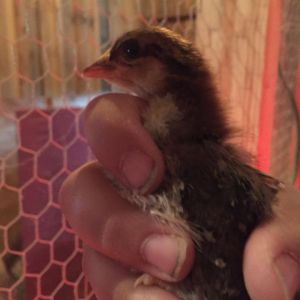 "Minnie" - Speckled Sussex - 2 Weeks
