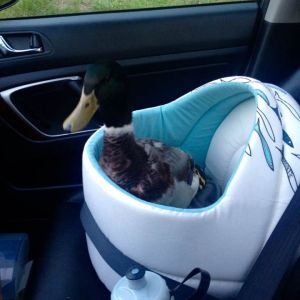 Hack: cat bed as a ducky car seat!