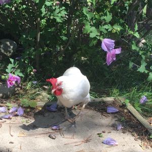 My grumpy White Leghorn What's Up