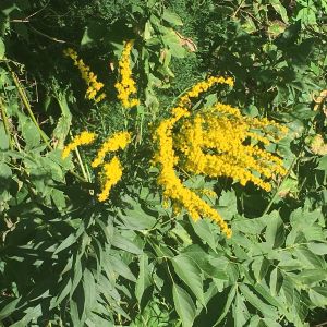 Yellow wild flowers