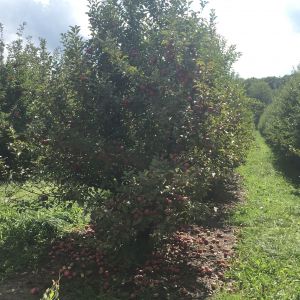 Apple Orchard