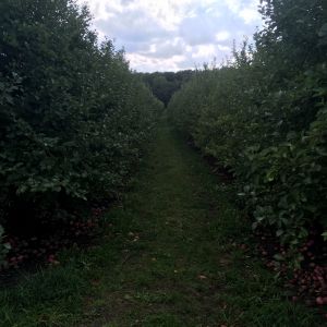 Apple Orchard