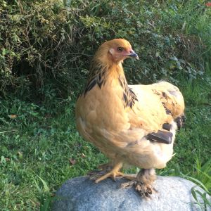 My little Buff Brahma pullet Annika