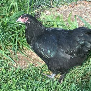 My Olive Egger pullet Olivia