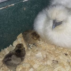 Two babies! Mom is a white non-bearded Silkie, and the dad is a Belgian Bearded D'uccle Mille Fleur.