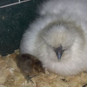 Baby #1!  Mom is a white non-bearded Silkie and dad is a Belgian Bearded D'uccle Mille Fleur.