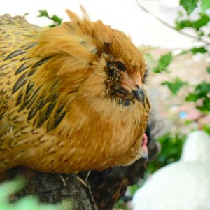 Ka-poof ~ Easter egger