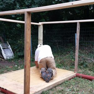 Chicken coop semi-framed and floor being installed
