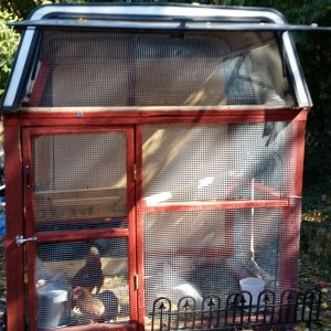 Front of truck bed topper with chickens in run