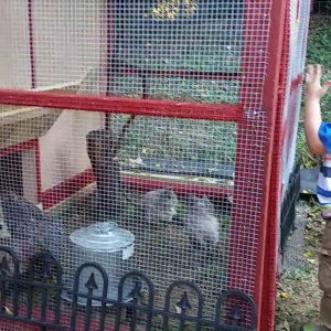 Grandson counting chickens!
