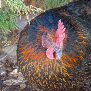 Batgirl ~ black sex-link