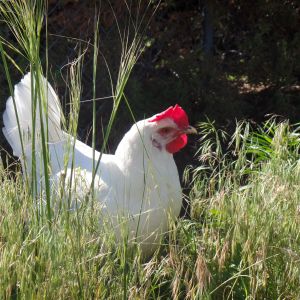 Winterberry ~ Austra white