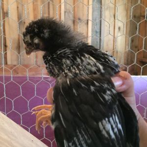 "Chickaletta" - Silver Laced Wyandotte - 3 weeks