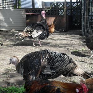 My turkey trio, Lizzie in front, Blurty at centre & Herbert at rear.