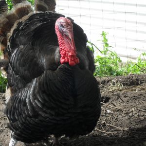 My 8 month old gobbler {HERBERT}
