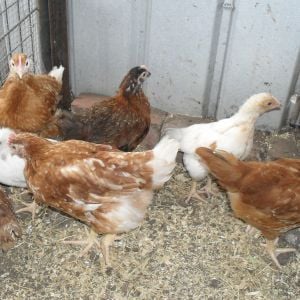 4 1/2 week old pullets. All bred from isa browns.