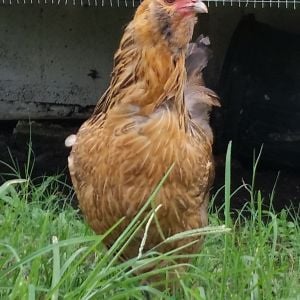 Easter egger hen - 5 yrs old