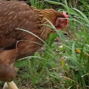 Welsummer hen - 5 yrs old