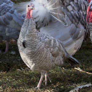 Blue slate hen with beard